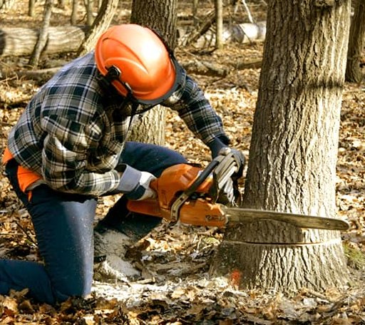 Tree Removal in Sullivan, ME